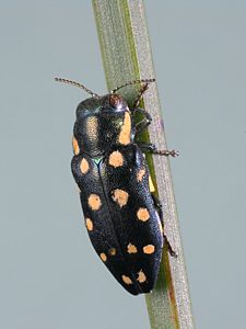 Diphucrania duodecimmaculata, PL0414, male, on Xanthorrhoea semiplana ssp. semiplana, SL, 9.4 × 3.6 mm